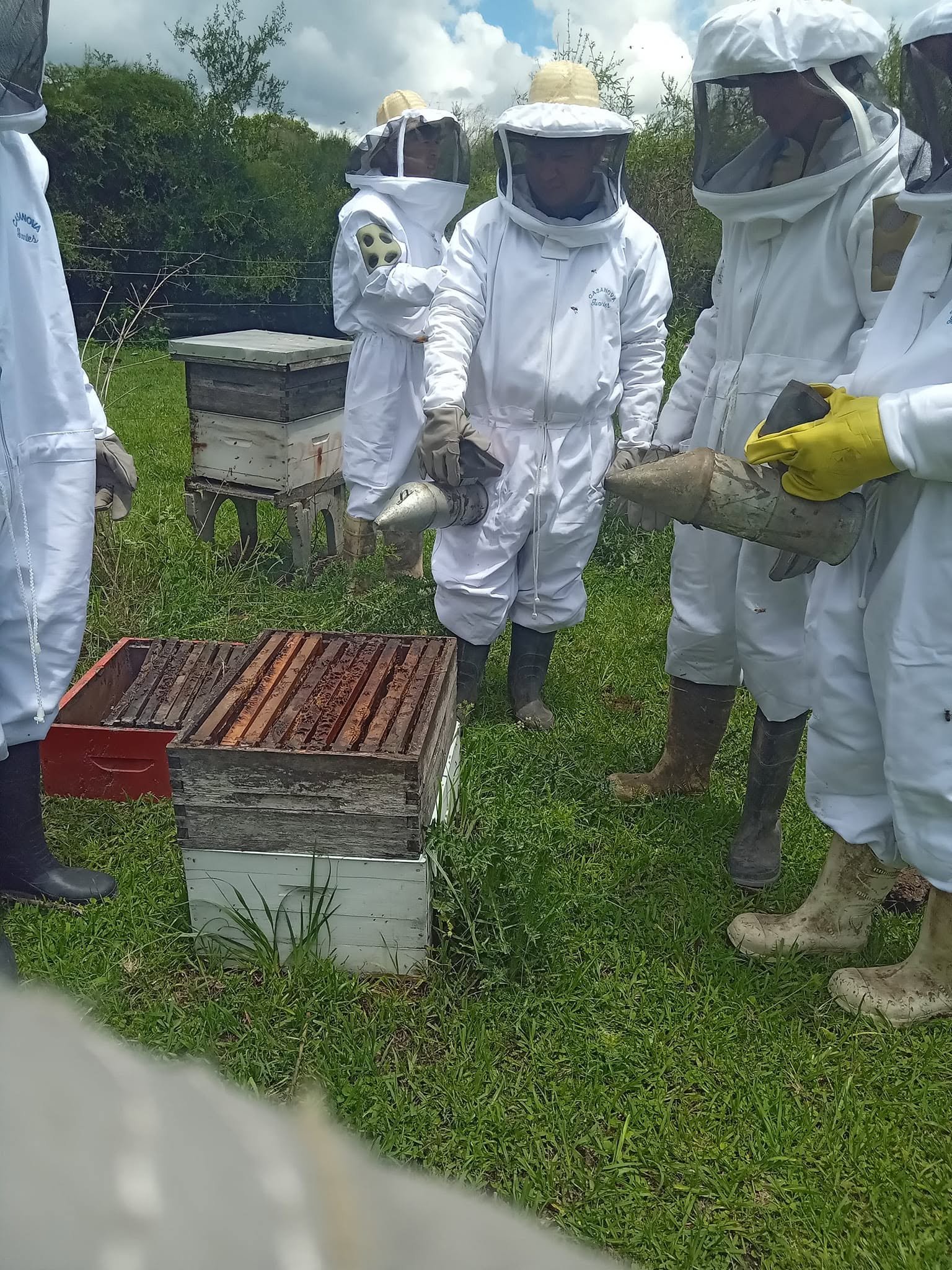 Grupo con trajes de apicultor revisando un panal