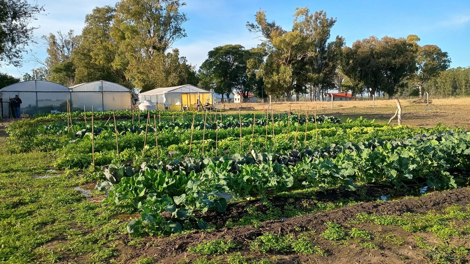 Huerta orgánica con hileras de verduras e invernaderos al fondo