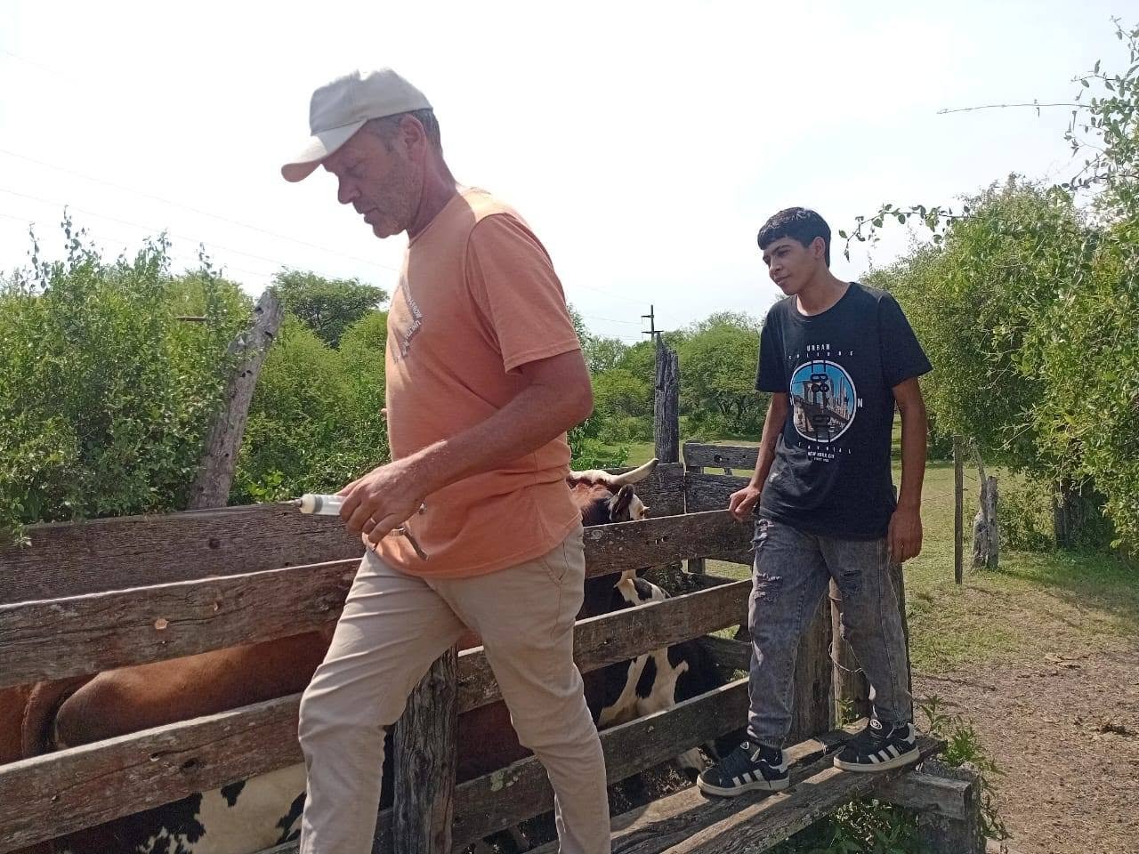 Docente y estudiante realizando manejo sanitario de bovinos en el corral