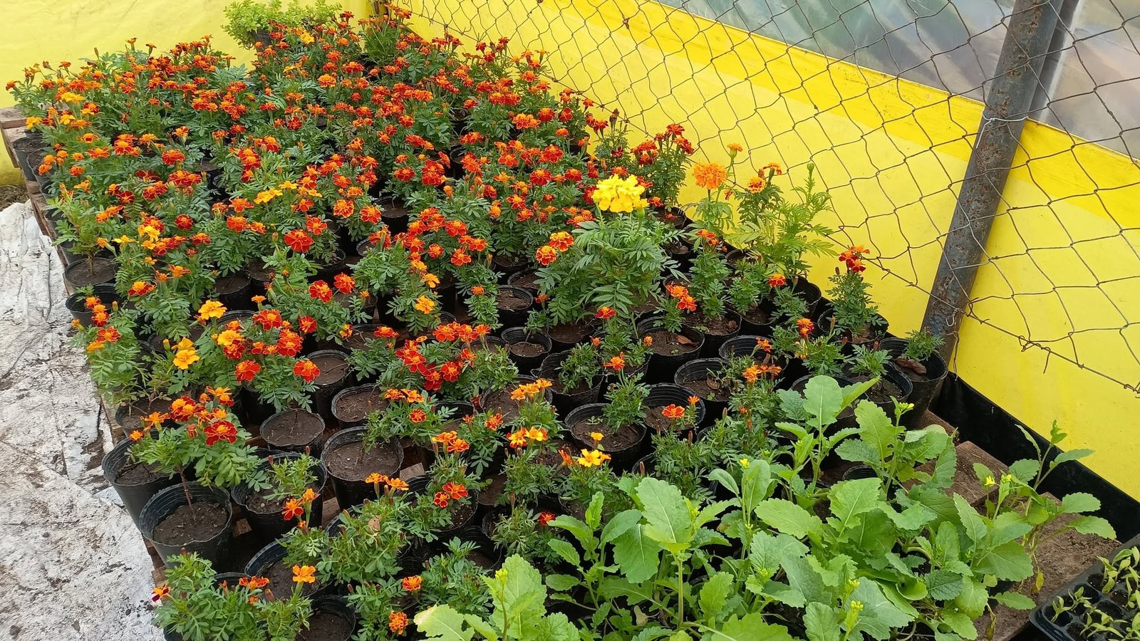 Vivero con almácigos de copetes en flor bajo invernadero